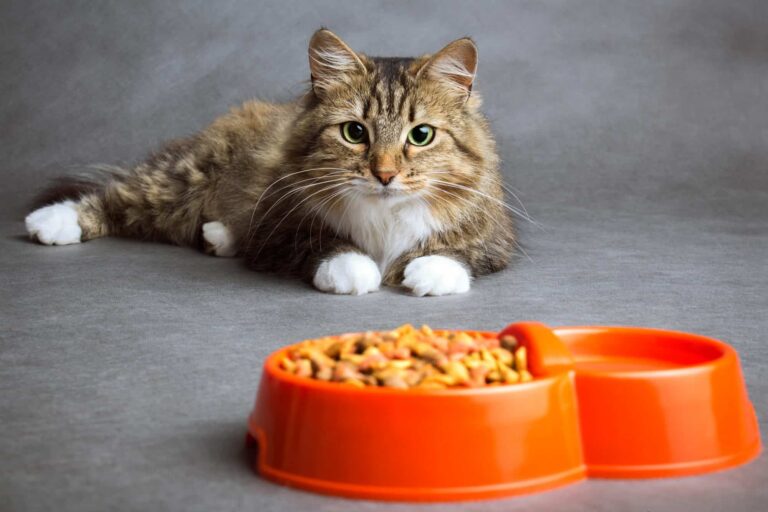 Lee más sobre el artículo Kirkland para Gatos: Nutrición de Alta Calidad para tus Amigos Felinos