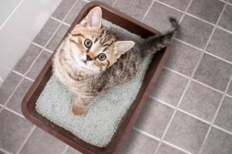 Lee más sobre el artículo Fresh Step: La Revolución en el Cuidado de la Bandeja de Arena para Gatos