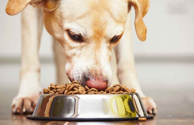 Lee más sobre el artículo Kirkland para Perros: Calidad y Valor en un Solo Paquete