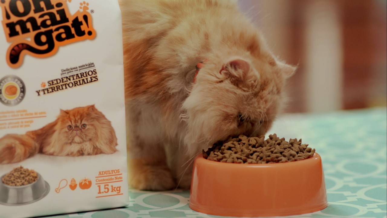 En este momento estás viendo Alimentando la Obsesión por los Gatos con ¡Oh Mai Gat! Food
