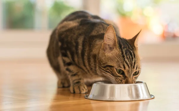 En este momento estás viendo Una Dieta Especializada para Minimizar Sensibilidades: Pro Plan NF para Gatos