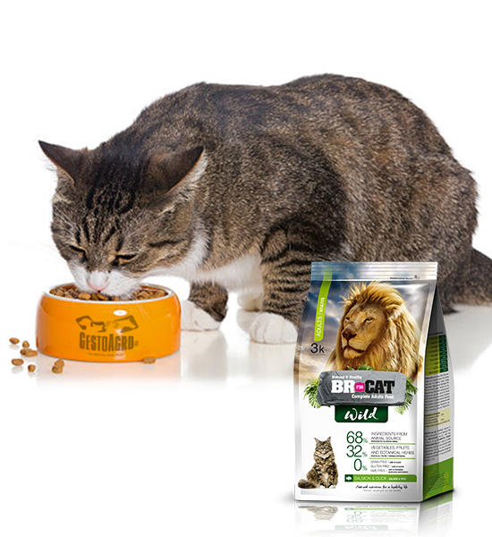En este momento estás viendo Explorando la Naturaleza Salvaje de la Nutrición Felina con BR for Cat Wild