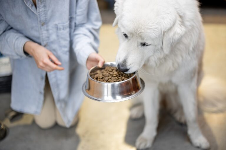 Lee más sobre el artículo Maximizando la Salud Canina con Pro Plan Hidrolizado para Perros