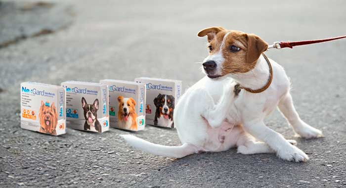 Lee más sobre el artículo NexGard para perros: Protección avanzada contra pulgas y garrapatas